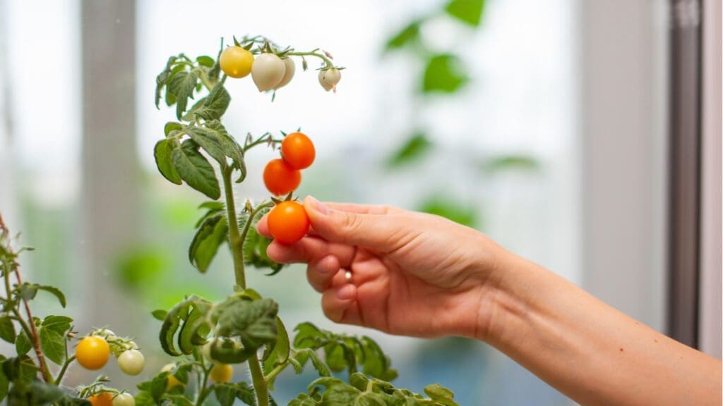 A woman plucking a ripe tomato from a plant